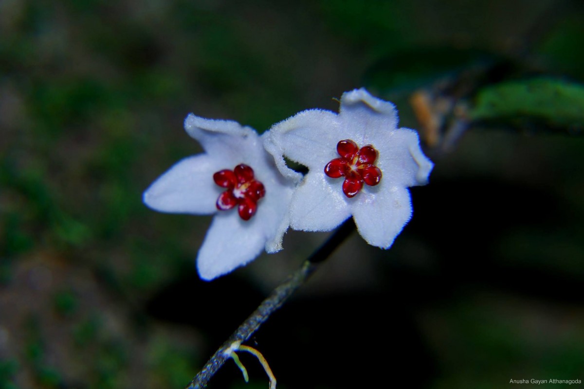 Hoya pauciflora Wight